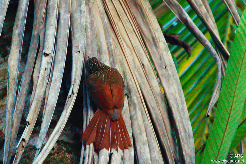 Spot-crowned Woodcreeper, identification