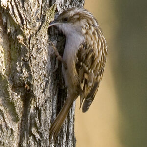 Short-toed Treecreeper