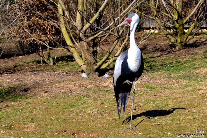 Wattled Crane, identification