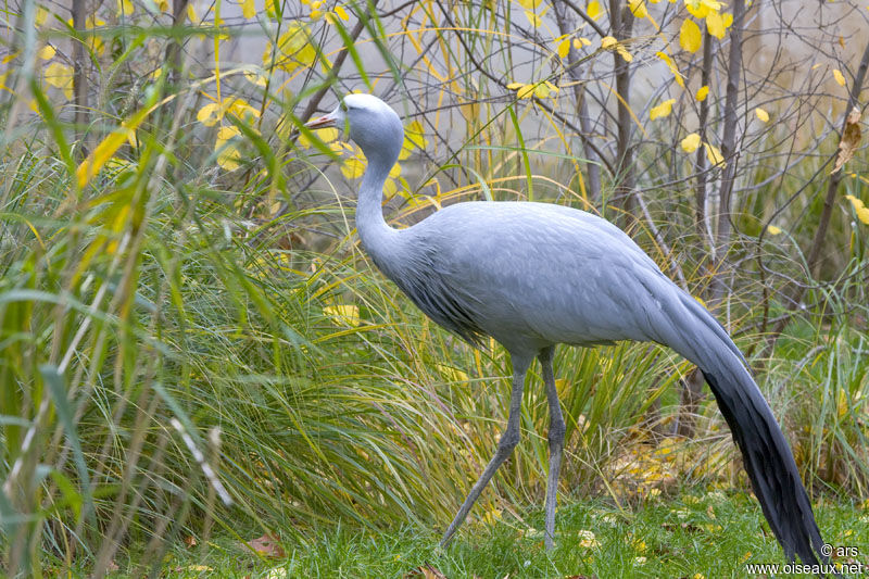 Blue Crane, identification