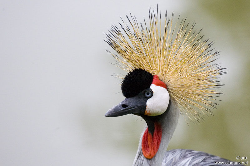 Grey Crowned Crane, identification