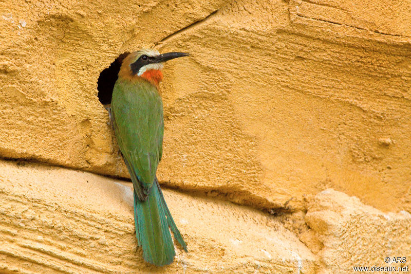 White-fronted Bee-eater, Reproduction-nesting