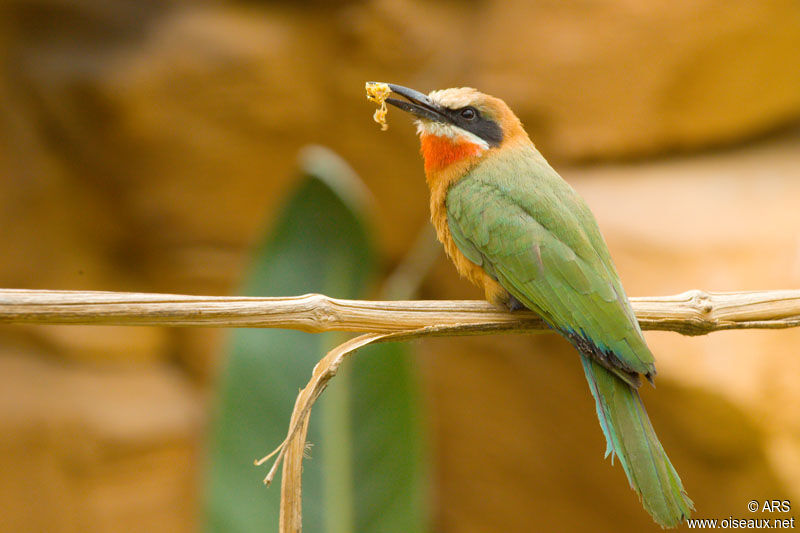 White-fronted Bee-eater, identification