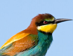European Bee-eater