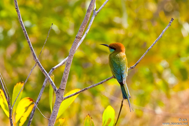 Green Bee-eater, identification