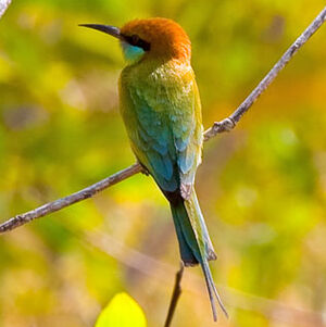 Green Bee-eater