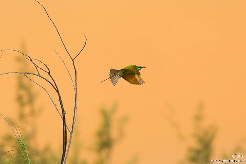 Green Bee-eater, Flight