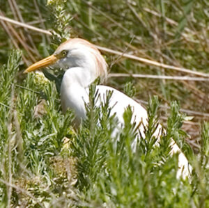 Western Cattle Egret 
&copy; Alain Renaud-Studer