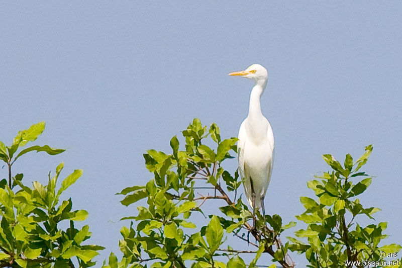 Intermediate Egret, identification