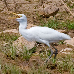 Intermediate Egret