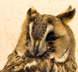 Hibou moyen-duc 
&copy; Alain Renaud-Studer