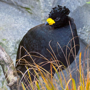 Yellow-knobbed Curassow