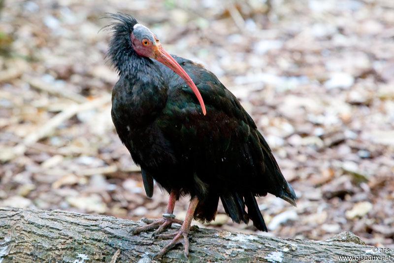 Northern Bald Ibis, identification