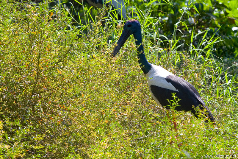 Black-necked Stork, identification