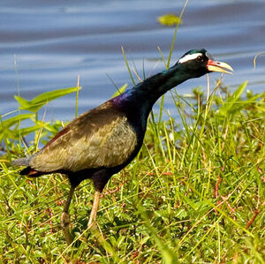 Jacana bronz�