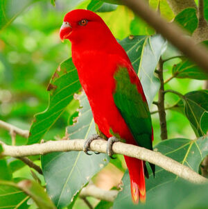 Chattering Lory