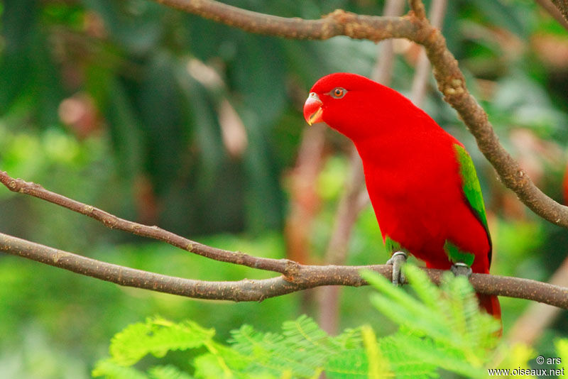 Chattering Lory, identification
