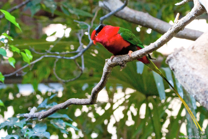 Papuan Lorikeet, identification