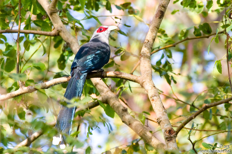 Green-billed Malkoha, identification