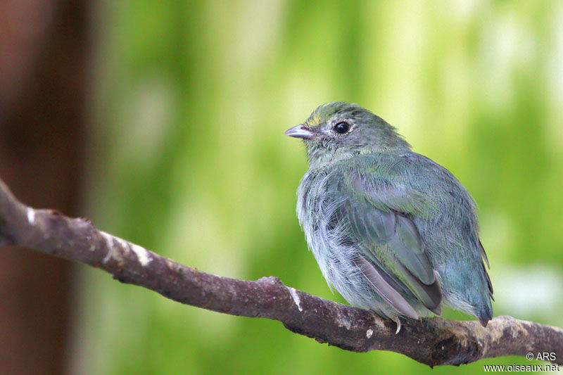 Blue Manakin male juvenile, identification