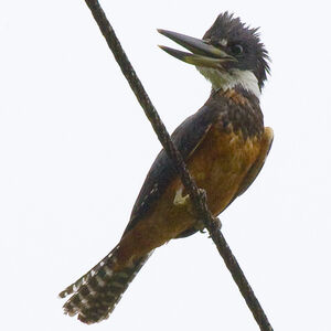Ringed Kingfisher