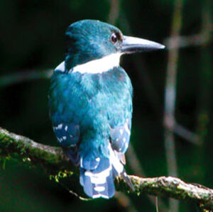 Amazon Kingfisher