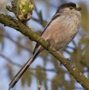 Long-tailed Tit
