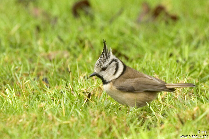 Crested Tit, identification