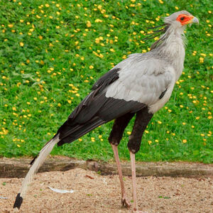 Secretarybird