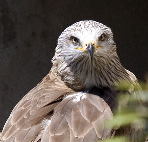Black Kite