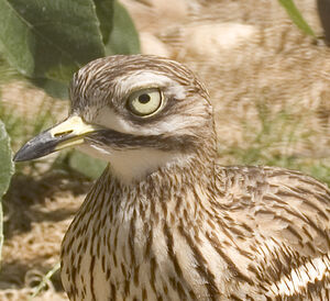 Eurasian Stone-curlew