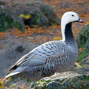 Emperor Goose