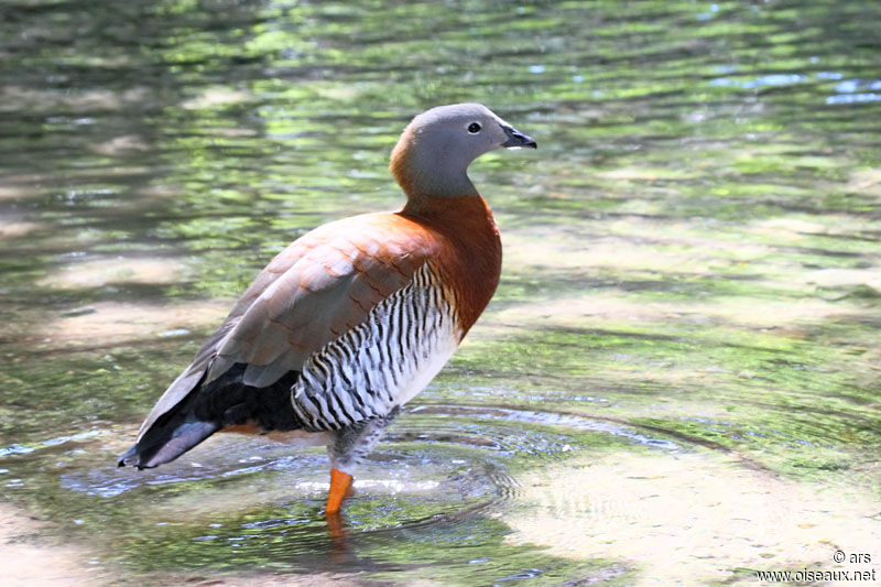 Ashy-headed Goose, identification