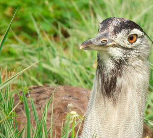 Kori Bustard