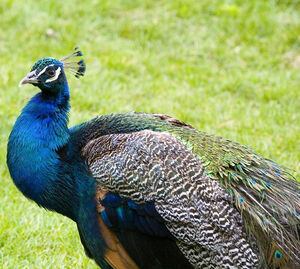 Indian Peafowl