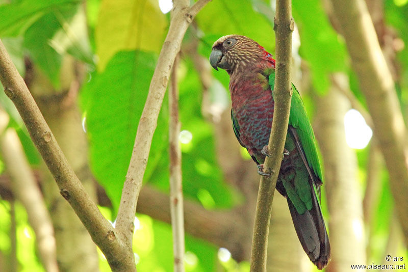 Red-fan Parrot, identification