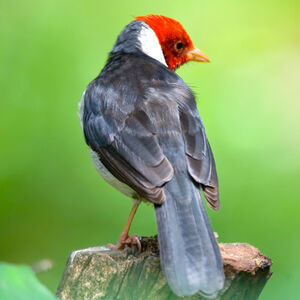 Yellow-billed Cardinal