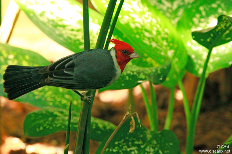Red-crested Cardinal male, identification