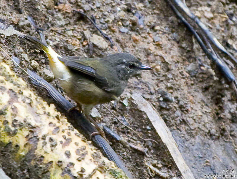 Buff-rumped Warbler, identification