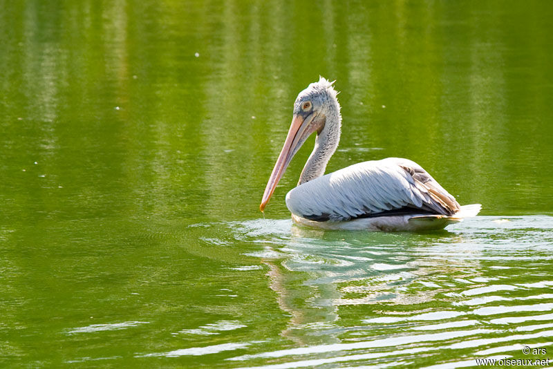 Spot-billed Pelican, identification
