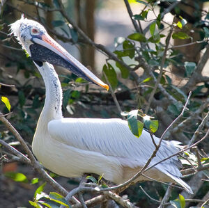 Spot-billed Pelican