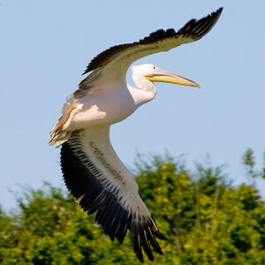 Dalmatian Pelican