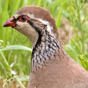 Red-legged Partridge 
&copy; Alain Renaud-Studer
