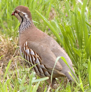 Red-legged Partridge 
&copy; Alain Renaud-Studer