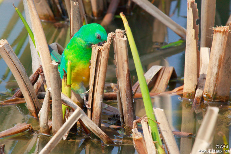 Red-rumped Parrot male adult, feeding habits