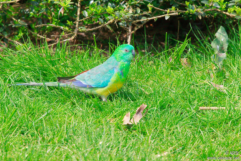 Red-rumped Parrot male adult, identification