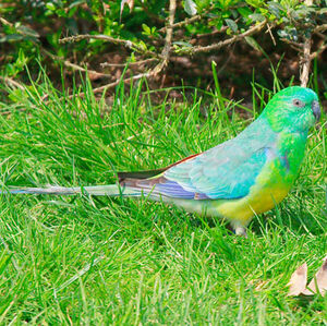 Red-rumped Parrot