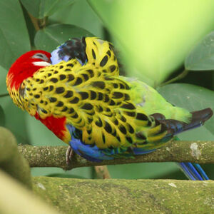 Eastern Rosella