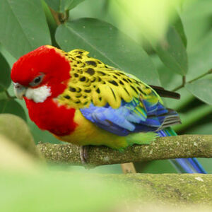 Eastern Rosella