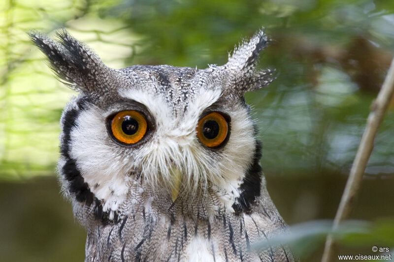 Northern White-faced Owl, identification